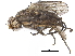  ( - CCDB-33861-A02)  @11 [ ] CreativeCommons - Attribution (2019) CBG Photography Group Centre for Biodiversity Genomics