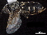  ( - CCDB-33861-C04)  @11 [ ] CreativeCommons - Attribution (2019) CBG Photography Group Centre for Biodiversity Genomics