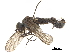  ( - CCDB-33861-E09)  @11 [ ] CreativeCommons - Attribution (2019) CBG Photography Group Centre for Biodiversity Genomics