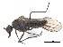  ( - CCDB-33861-E11)  @11 [ ] CreativeCommons - Attribution (2019) CBG Photography Group Centre for Biodiversity Genomics