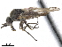  ( - CCDB-33861-G09)  @12 [ ] CreativeCommons - Attribution (2019) CBG Photography Group Centre for Biodiversity Genomics