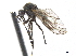  ( - CCDB-33862-A01)  @12 [ ] CreativeCommons - Attribution (2019) CBG Photography Group Centre for Biodiversity Genomics