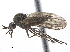  ( - CCDB-33862-A02)  @12 [ ] CreativeCommons - Attribution (2019) CBG Photography Group Centre for Biodiversity Genomics