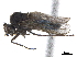  (Iteaphila pumila - CCDB-33862-A03)  @11 [ ] CreativeCommons - Attribution (2019) CBG Photography Group Centre for Biodiversity Genomics