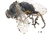  ( - CCDB-33862-A04)  @13 [ ] CreativeCommons - Attribution (2019) CBG Photography Group Centre for Biodiversity Genomics