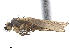  ( - CCDB-33862-D10)  @13 [ ] CreativeCommons - Attribution (2019) CBG Photography Group Centre for Biodiversity Genomics