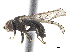  ( - CCDB-33862-E12)  @13 [ ] CreativeCommons - Attribution (2019) CBG Photography Group Centre for Biodiversity Genomics