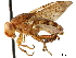  ( - CCDB-33862-F08)  @11 [ ] CreativeCommons - Attribution (2019) CBG Photography Group Centre for Biodiversity Genomics