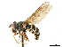  (Dasysyrphus venustus - CCDB-33862-G02)  @15 [ ] CreativeCommons - Attribution (2019) CBG Photography Group Centre for Biodiversity Genomics