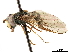  ( - CCDB-33862-G03)  @15 [ ] CreativeCommons - Attribution (2019) CBG Photography Group Centre for Biodiversity Genomics