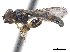  ( - CCDB-33862-H10)  @11 [ ] CreativeCommons - Attribution (2019) CBG Photography Group Centre for Biodiversity Genomics