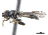  ( - CCDB-33862-H11)  @13 [ ] CreativeCommons - Attribution (2019) CBG Photography Group Centre for Biodiversity Genomics