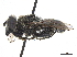  ( - CCDB-33863-A05)  @11 [ ] CreativeCommons - Attribution (2019) CBG Photography Group Centre for Biodiversity Genomics
