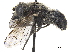  ( - CCDB-33863-A06)  @11 [ ] CreativeCommons - Attribution (2019) CBG Photography Group Centre for Biodiversity Genomics