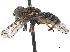  ( - CCDB-33863-A07)  @13 [ ] CreativeCommons - Attribution (2019) CBG Photography Group Centre for Biodiversity Genomics