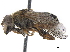  ( - CCDB-33863-A08)  @13 [ ] CreativeCommons - Attribution (2019) CBG Photography Group Centre for Biodiversity Genomics