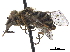 (Anasimyia distincta - CCDB-33863-A09)  @13 [ ] CreativeCommons - Attribution (2019) CBG Photography Group Centre for Biodiversity Genomics