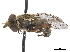 (Lejops borealis - CCDB-33863-A11)  @11 [ ] CreativeCommons - Attribution (2019) CBG Photography Group Centre for Biodiversity Genomics