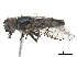  ( - CCDB-33863-C10)  @13 [ ] CreativeCommons - Attribution (2019) CBG Photography Group Centre for Biodiversity Genomics