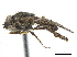  ( - CCDB-33863-D02)  @13 [ ] CreativeCommons - Attribution (2019) CBG Photography Group Centre for Biodiversity Genomics