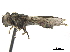  ( - CCDB-33863-D03)  @13 [ ] CreativeCommons - Attribution (2019) CBG Photography Group Centre for Biodiversity Genomics