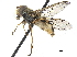  ( - CCDB-33863-D11)  @14 [ ] CreativeCommons - Attribution (2019) CBG Photography Group Centre for Biodiversity Genomics