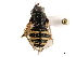  ( - CCDB-33863-E07)  @13 [ ] CreativeCommons - Attribution (2019) CBG Photography Group Centre for Biodiversity Genomics