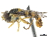  ( - CCDB-33863-F01)  @13 [ ] CreativeCommons - Attribution (2019) CBG Photography Group Centre for Biodiversity Genomics
