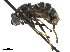  ( - CCDB-33863-F06)  @11 [ ] CreativeCommons - Attribution (2019) CBG Photography Group Centre for Biodiversity Genomics