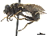  ( - CCDB-33863-F07)  @11 [ ] CreativeCommons - Attribution (2019) CBG Photography Group Centre for Biodiversity Genomics