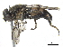  ( - CCDB-33863-G08)  @13 [ ] CreativeCommons - Attribution (2019) CBG Photography Group Centre for Biodiversity Genomics