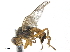  ( - CCDB-33863-G10)  @11 [ ] CreativeCommons - Attribution (2019) CBG Photography Group Centre for Biodiversity Genomics