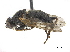  ( - CCDB-33863-H07)  @11 [ ] CreativeCommons - Attribution (2019) CBG Photography Group Centre for Biodiversity Genomics