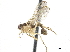  ( - CCDB-33863-H09)  @11 [ ] CreativeCommons - Attribution (2019) CBG Photography Group Centre for Biodiversity Genomics