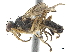  ( - CCDB-33863-H10)  @13 [ ] CreativeCommons - Attribution (2019) CBG Photography Group Centre for Biodiversity Genomics