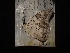  ( - MAL-04130)  @12 [ ] Unspecified (default): All Rights Reserved  Unspecified Unspecified