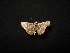  (Amblyscirtes tolteca tolteca - MAL-04310)  @13 [ ] Unspecified (default): All Rights Reserved  Unspecified Unspecified