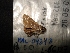  ( - MAL-04313)  @12 [ ] Unspecified (default): All Rights Reserved  Unspecified Unspecified