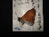  (Anastrus tolimus - MAL-04322)  @13 [ ] Unspecified (default): All Rights Reserved  Unspecified Unspecified