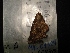  (Anisochoria bacchus - MAL-04324)  @12 [ ] Unspecified (default): All Rights Reserved  Unspecified Unspecified