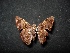  ( - MAL-04337)  @13 [ ] Unspecified (default): All Rights Reserved  Unspecified Unspecified