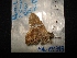  ( - MAL-04393)  @12 [ ] Unspecified (default): All Rights Reserved  Unspecified Unspecified