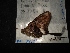  (Codatractus yucatanus - MAL-04489)  @12 [ ] Unspecified (default): All Rights Reserved  Unspecified Unspecified