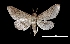  (Coenobela paulcula - MAL-03341)  @14 [ ] Unspecified (default): All Rights Reserved  Unspecified Unspecified