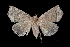  ( - MAL-03293)  @14 [ ] Unspecified (default): All Rights Reserved  Unspecified Unspecified