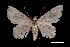  (Epidromia sp - MAL-03287)  @12 [ ] Unspecified (default): All Rights Reserved  Unspecified Unspecified