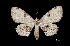  (Ergavia sp - MAL-03272)  @14 [ ] Unspecified (default): All Rights Reserved  Unspecified Unspecified