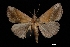  (Hypena abjuralis - MAL-03408)  @13 [ ] Unspecified (default): All Rights Reserved  Unspecified Unspecified