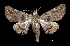  (Goniohelia sp - MAL-01933)  @14 [ ] Unspecified (default): All Rights Reserved  Unspecified Unspecified