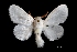  (Norape sp - MAL-01999)  @14 [ ] Unspecified (default): All Rights Reserved  Unspecified Unspecified